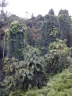 Paederia foetida