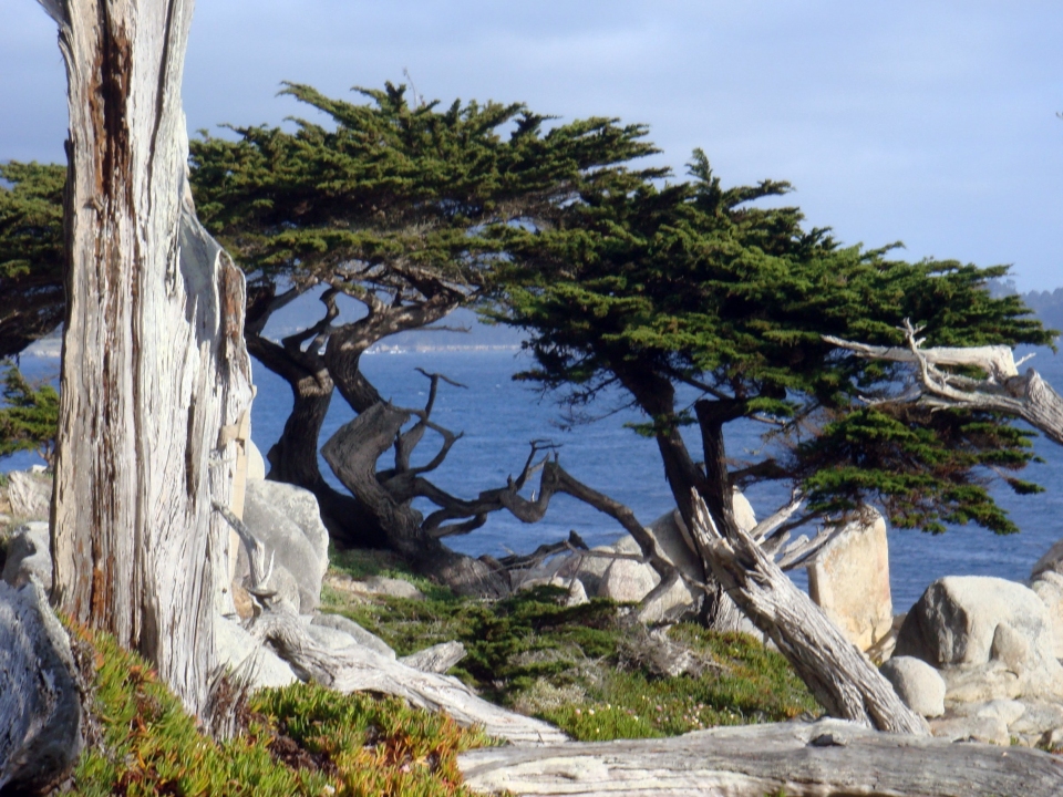 Cupressus macrocarpa
