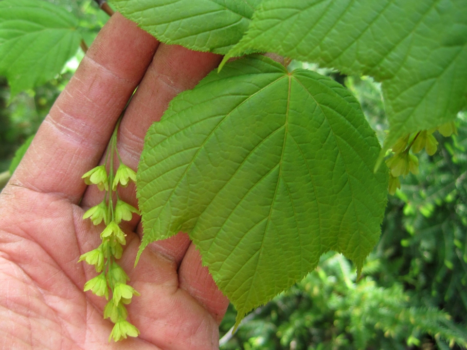 Acer pensylvanicum