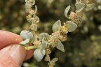 Atriplex confertifolia