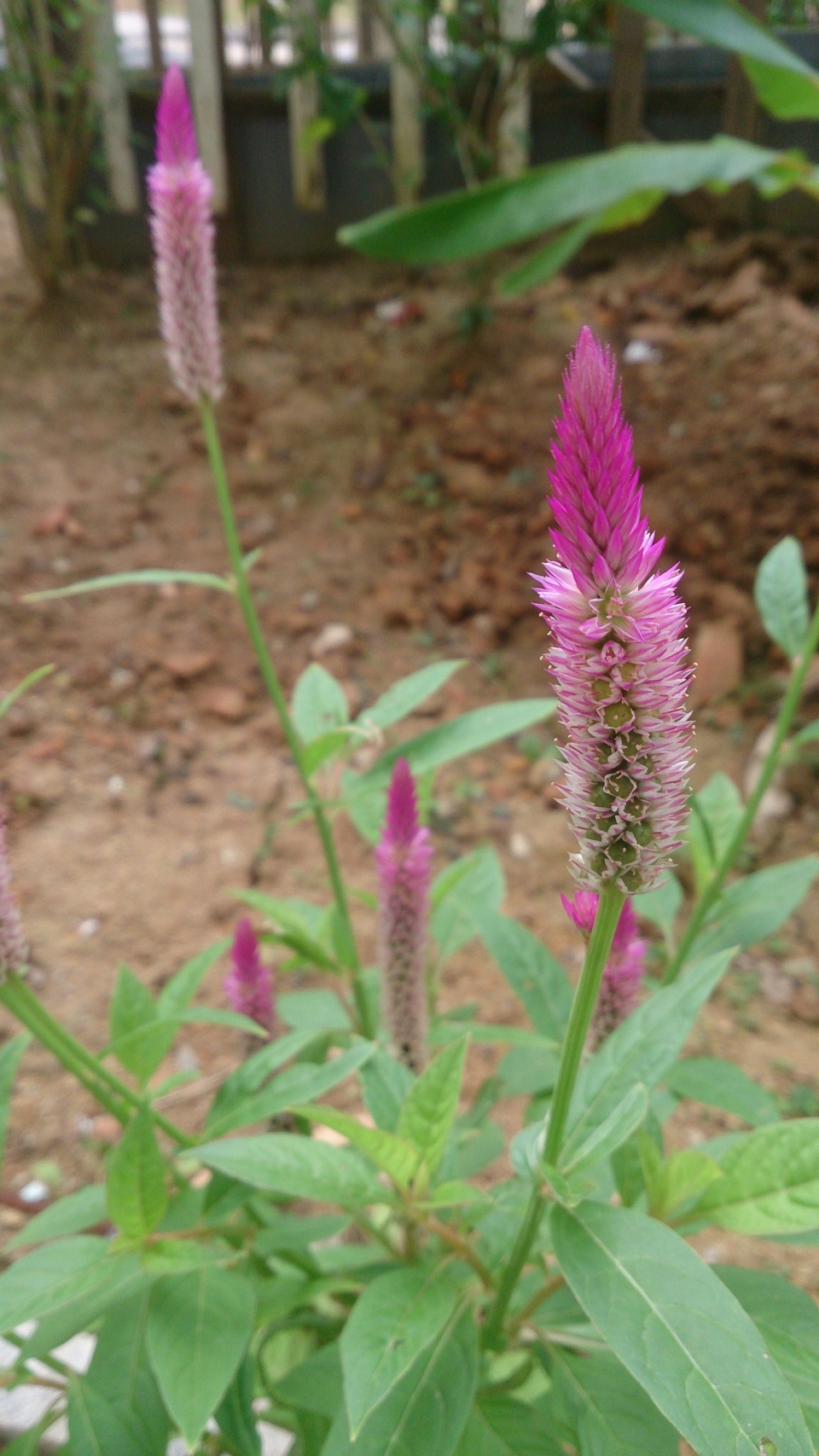 Celosia argentea