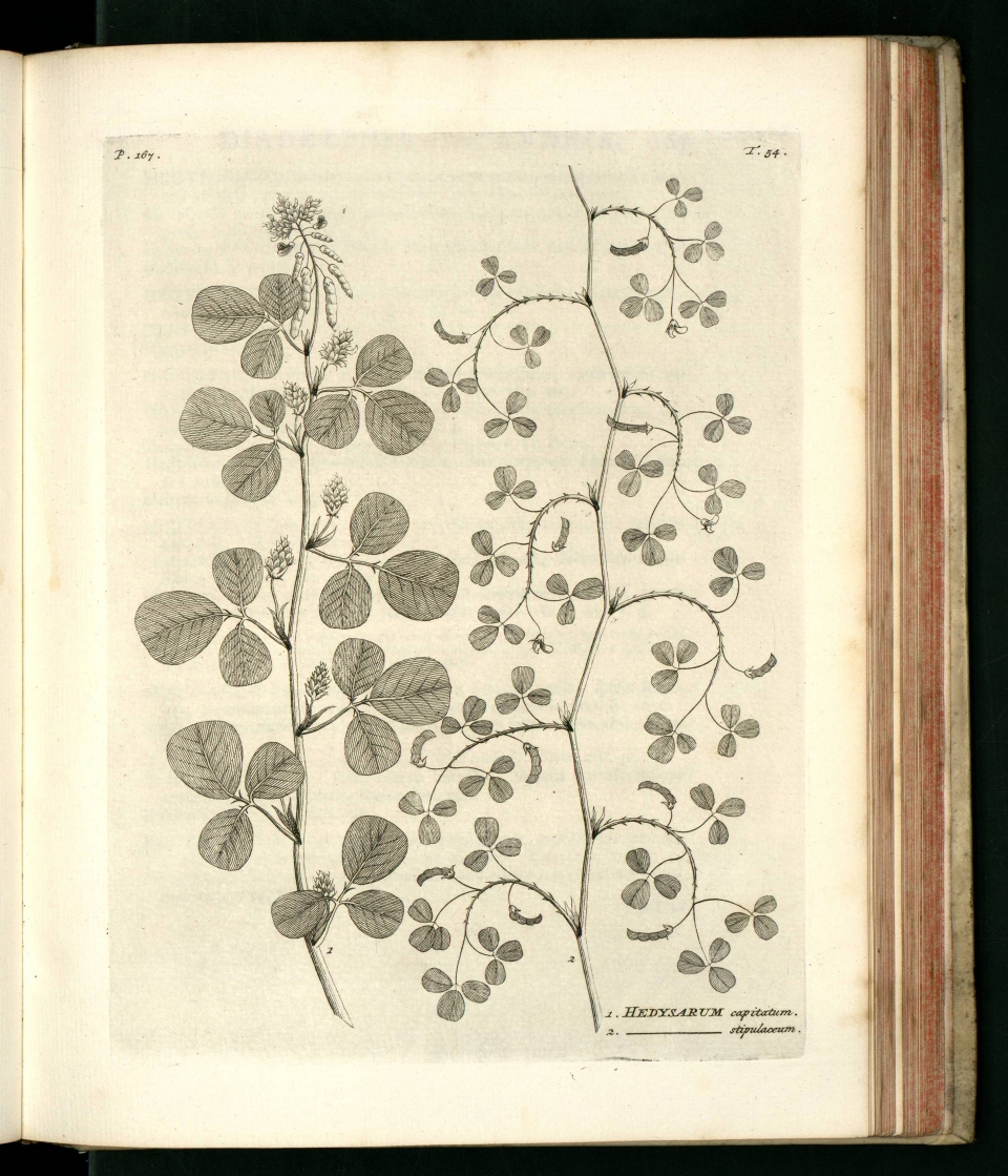 Desmodium styracifolium