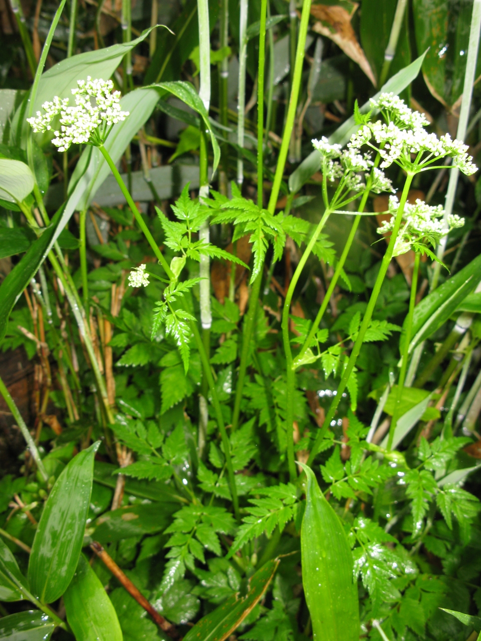 Aegopodium alpestre