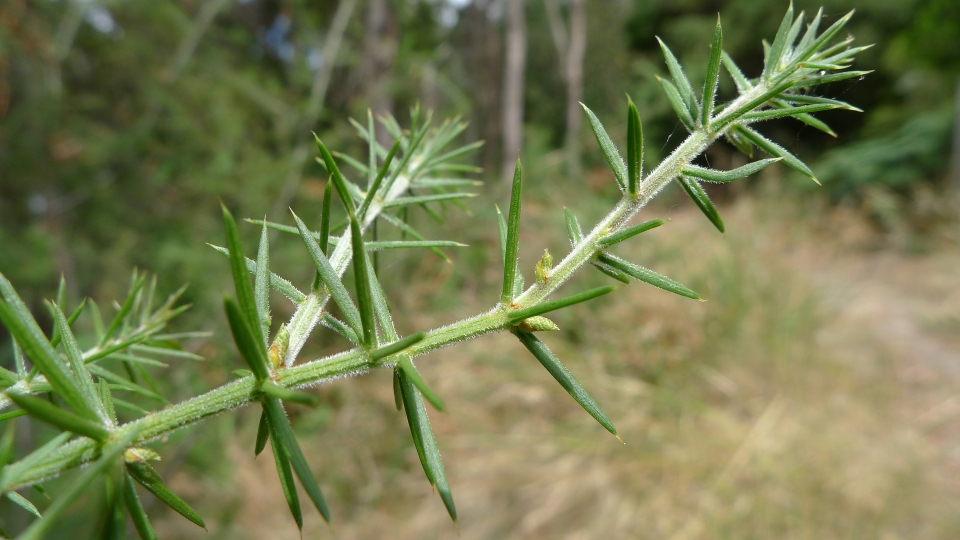 Acacia verticillata