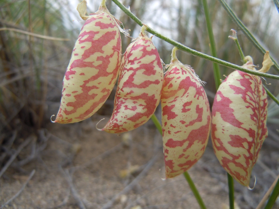 Astragalus ceramicus