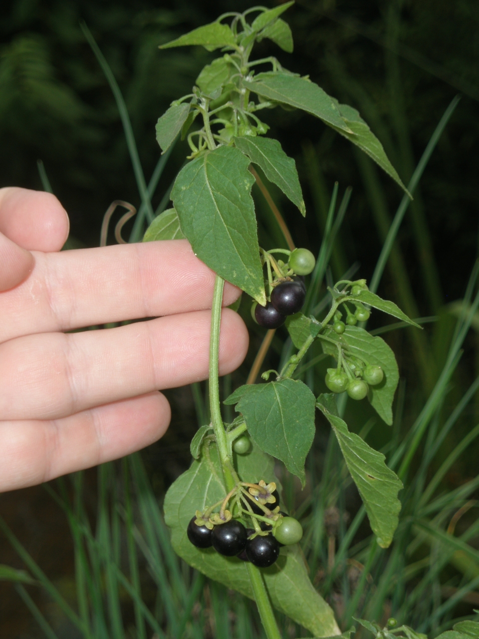 Solanum nigrum