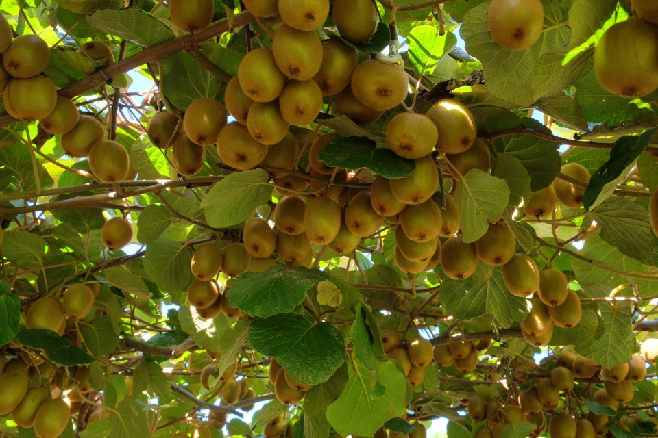 Actinidia deliciosa