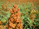 Sorghum bicolor