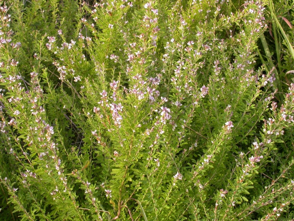 Lespedeza cuneata