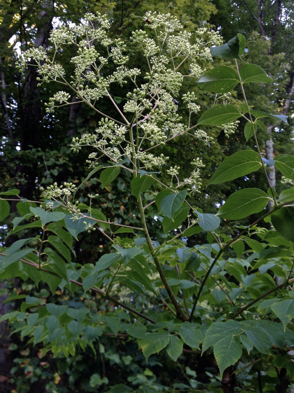 Aralia spinosa