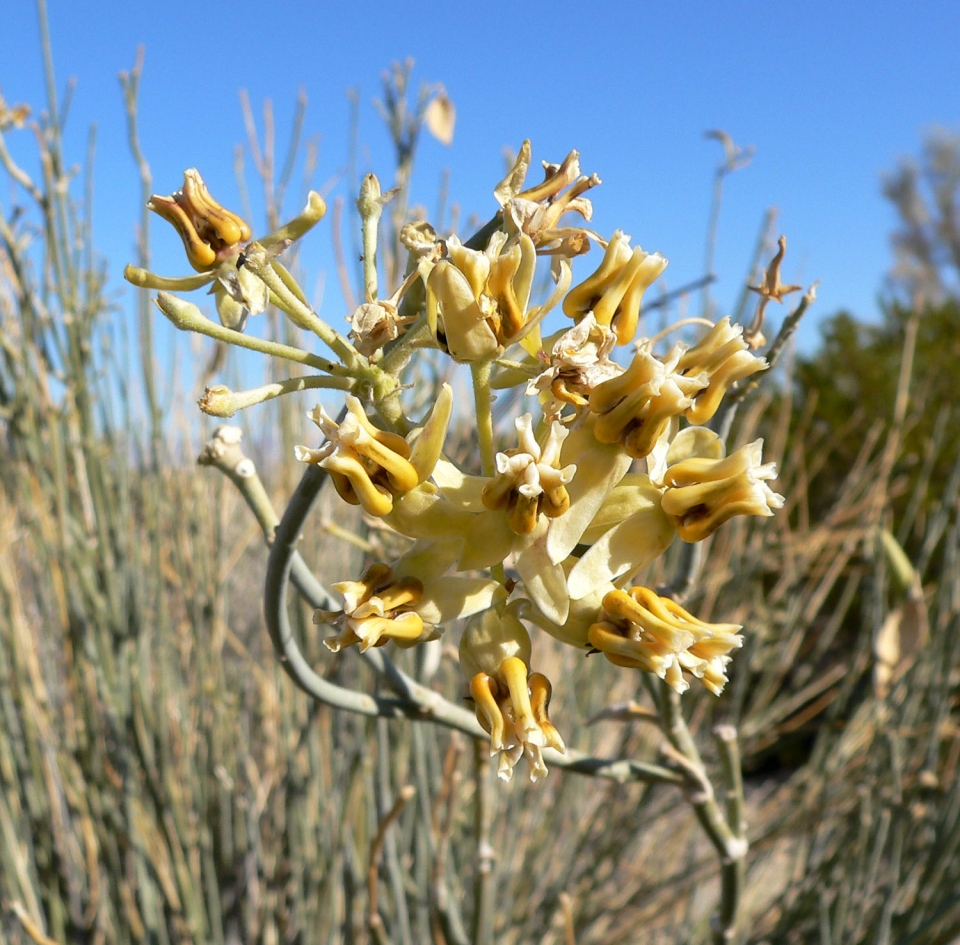 Asclepias subulata