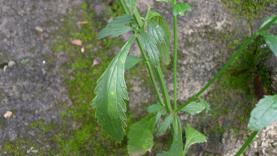 Verbena litoralis