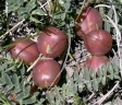 Astragalus crassicarpus