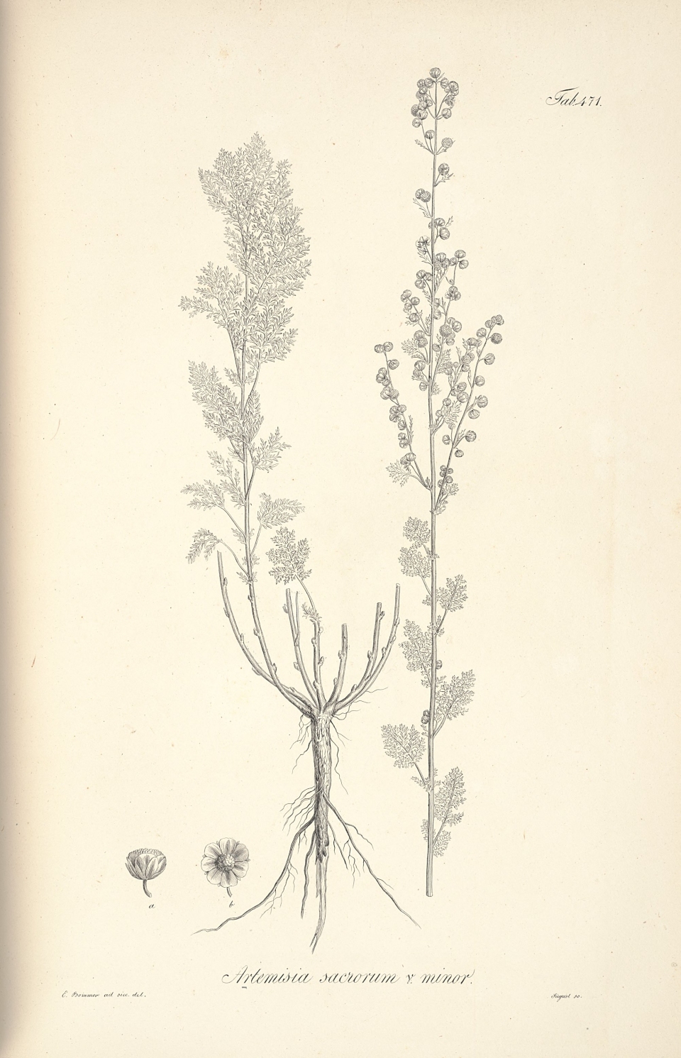 Artemisia gmelinii