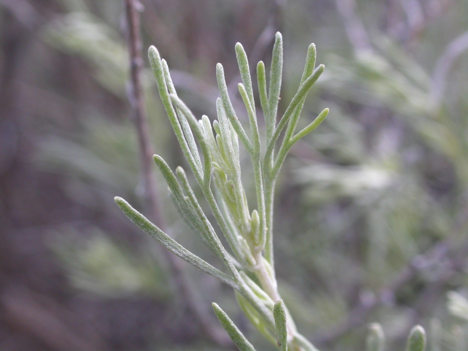 Artemisia tripartita