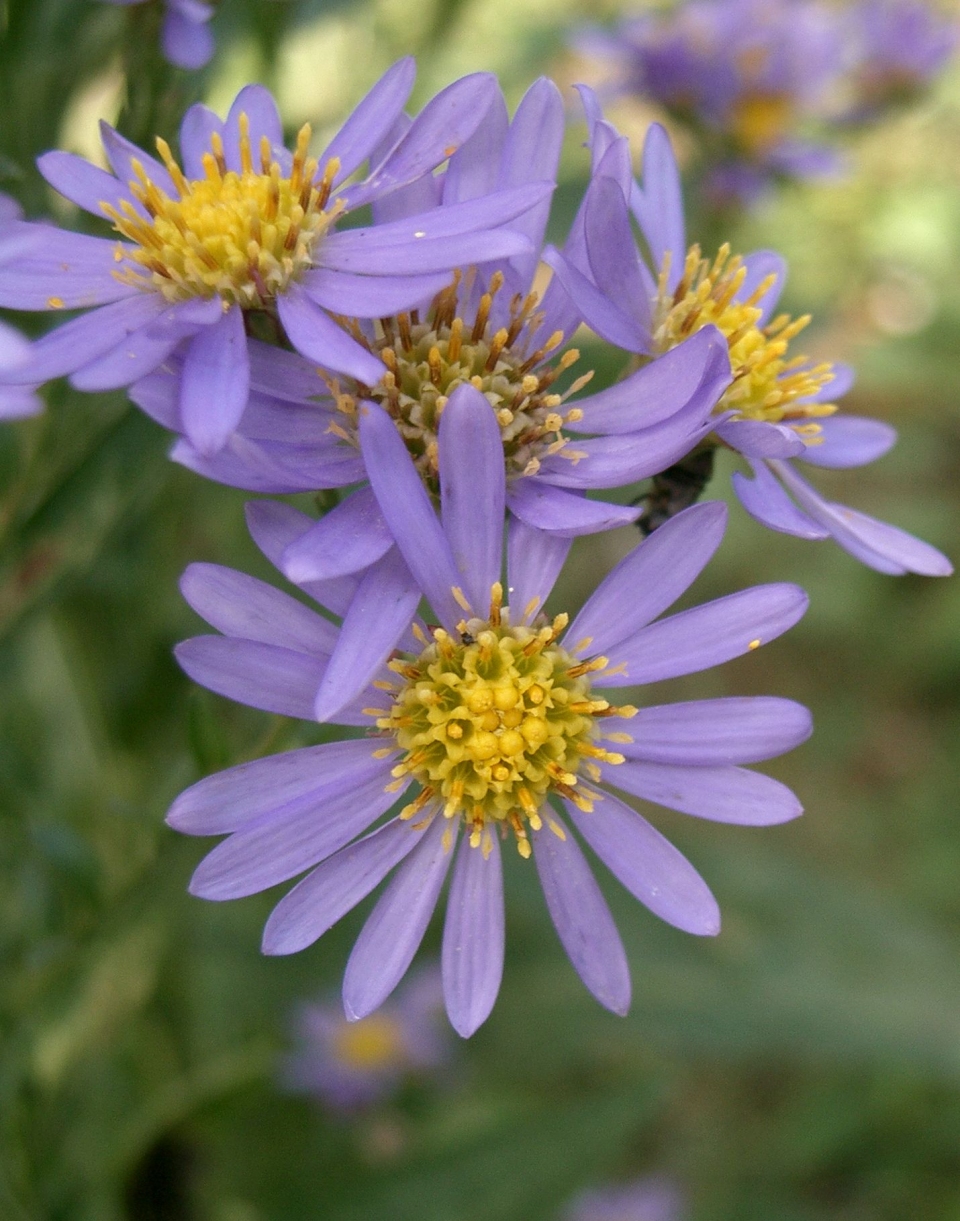 Aster tataricus