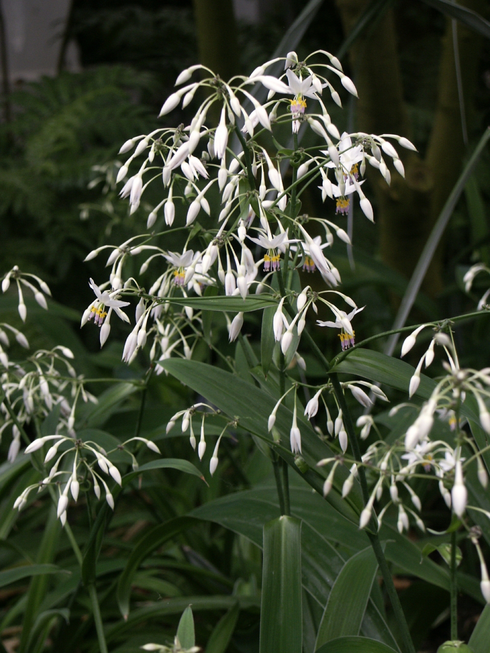 Arthropodium cirrhatum