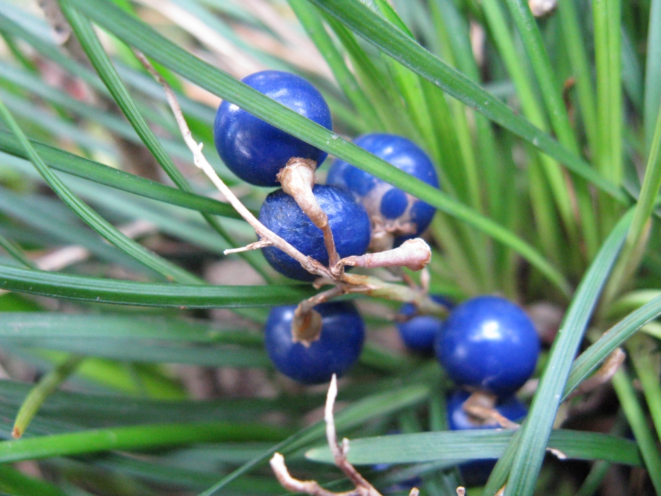 Ophiopogon japonicus