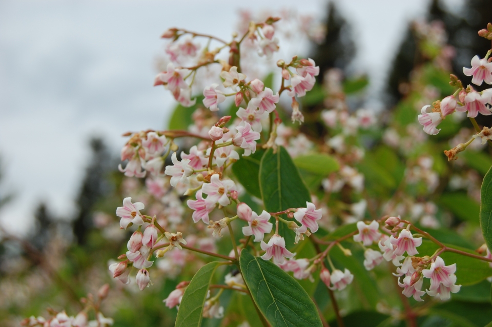 Apocynum androsaemifolium