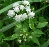 Berula erecta