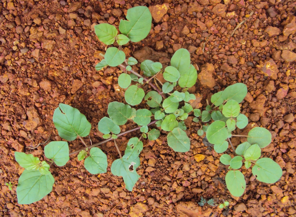 Boerhavia diffusa