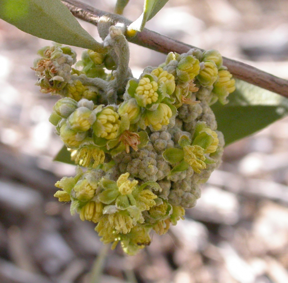 Simmondsia chinensis