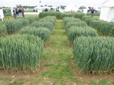 Triticum aestivum