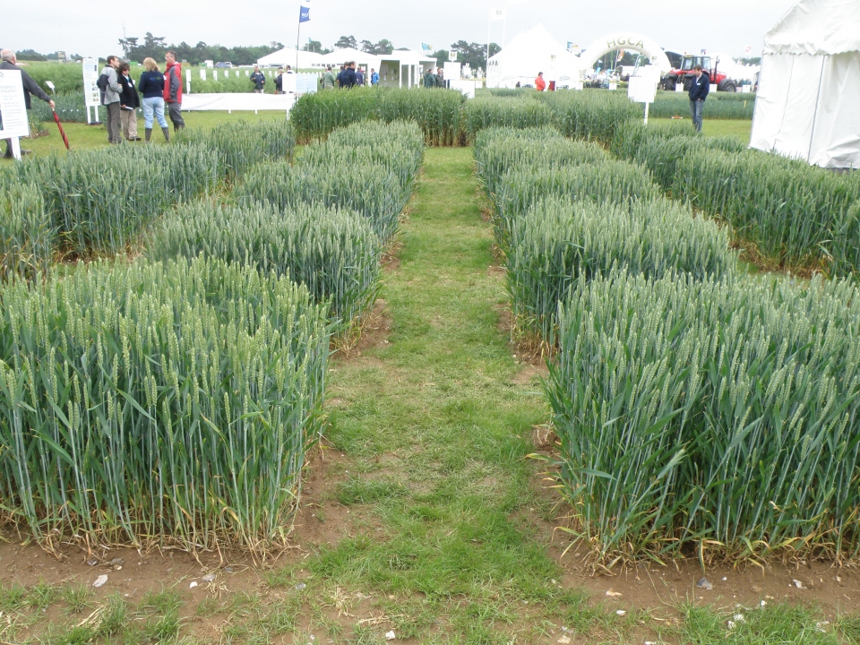 Triticum aestivum