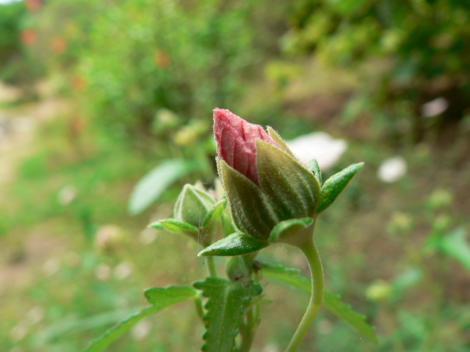 Hibiscus trionum