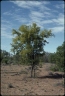 Acacia victoriae