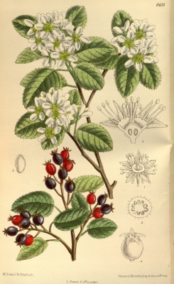 Amelanchier alnifolia semiintegrifolia