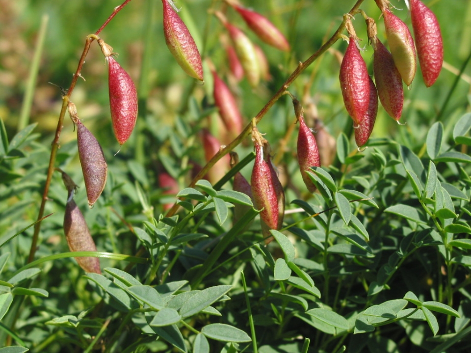 Astragalus australis