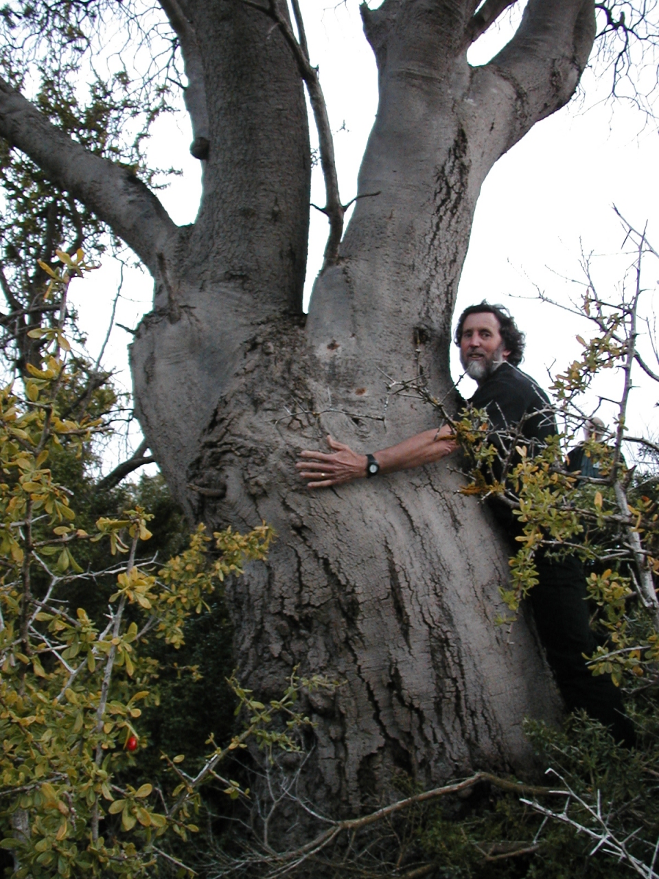 Banksia marginata