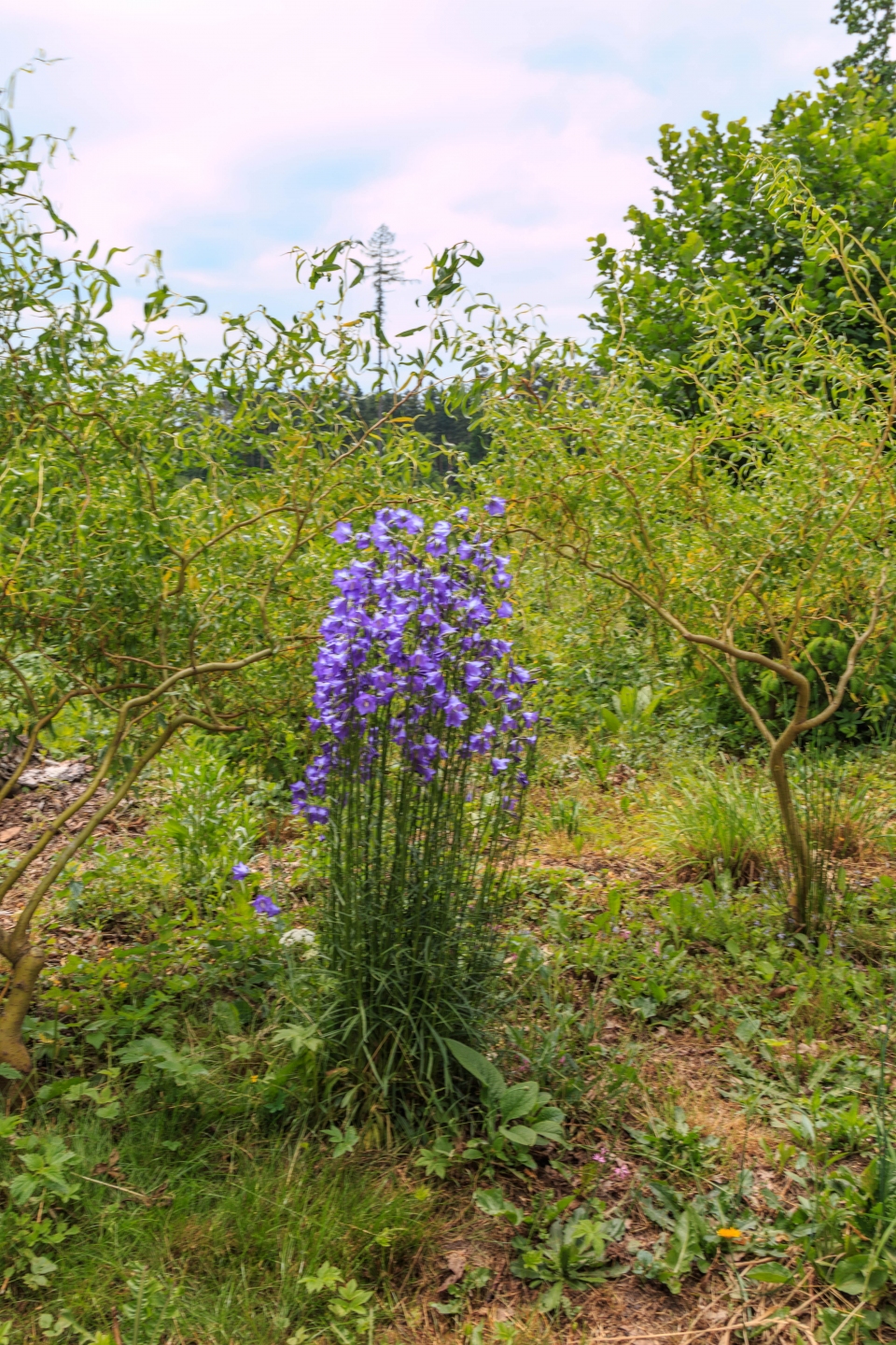 Campanula persicifolia