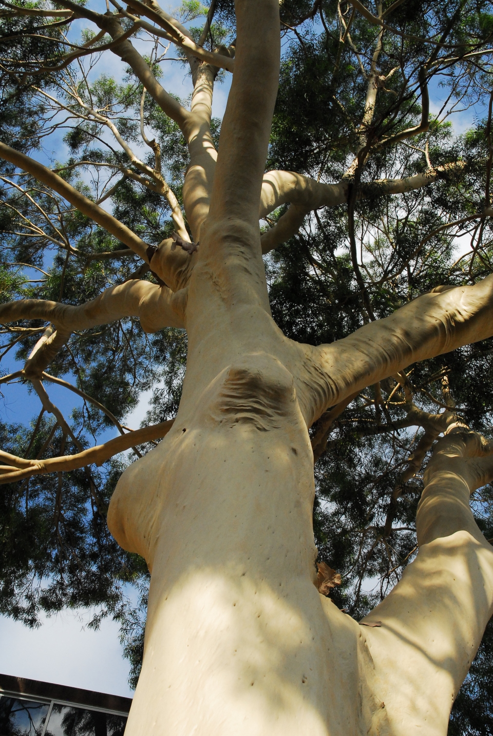 Corymbia citriodora