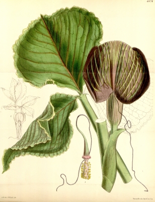 Arisaema utile