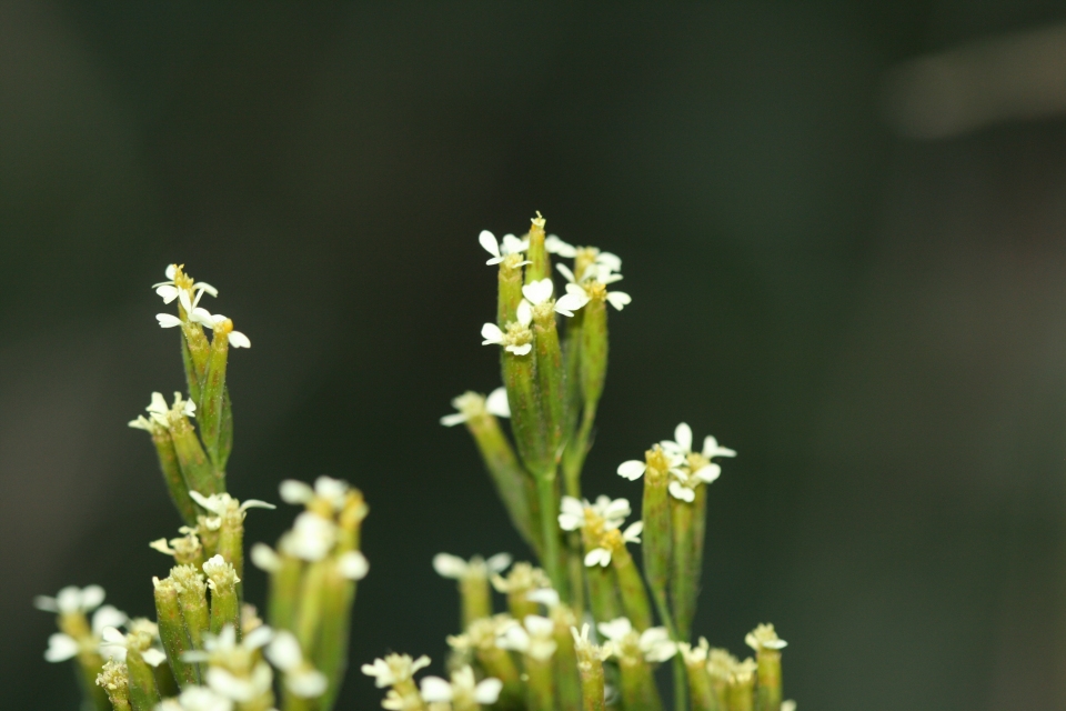 Tagetes minuta