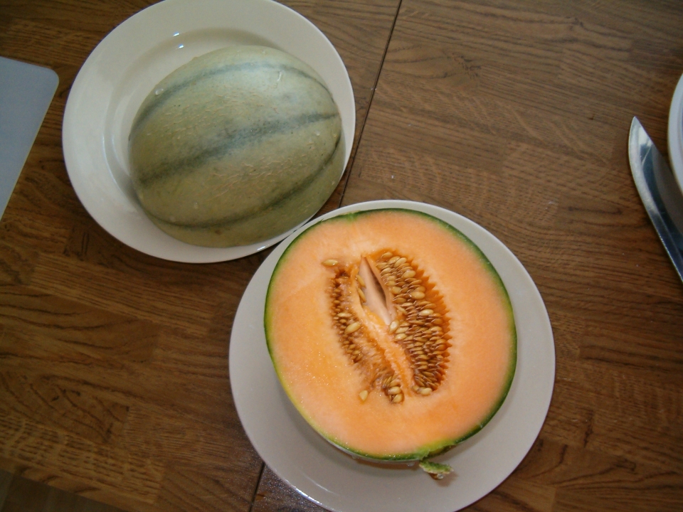 Cucumis melo cantalupensis