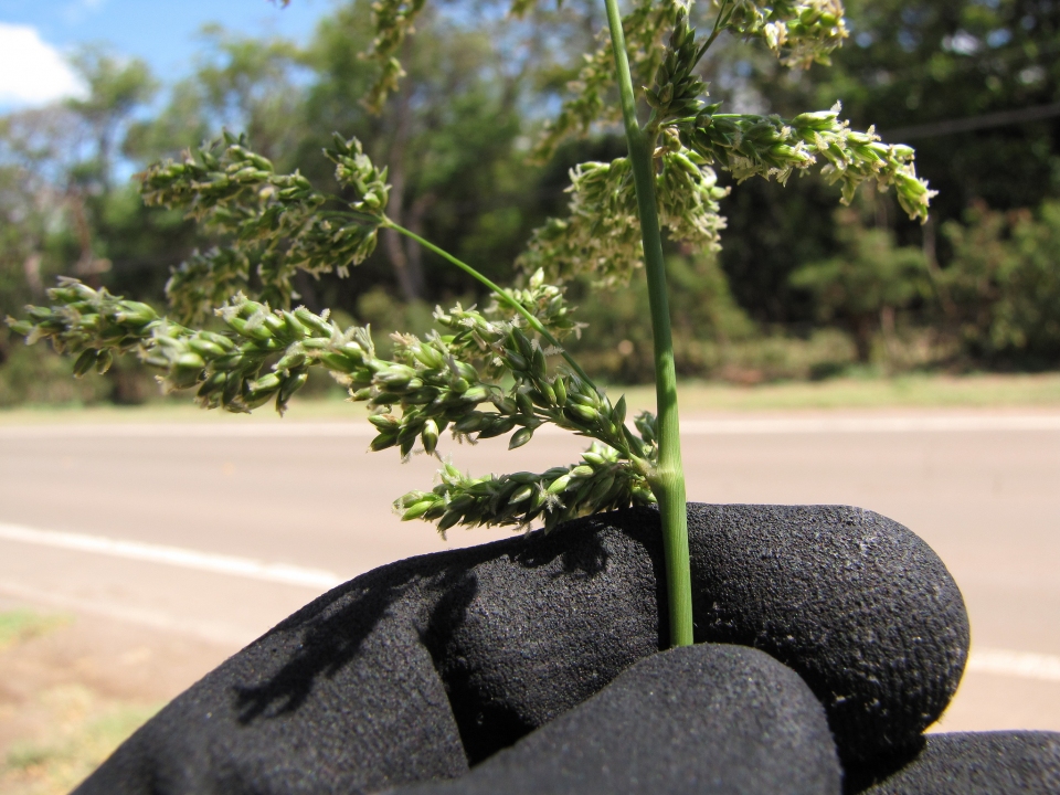 Panicum antidotale