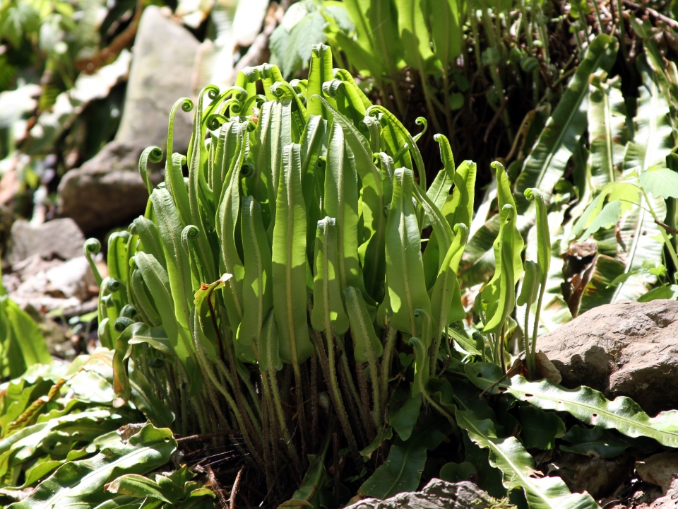 Asplenium scolopendrium