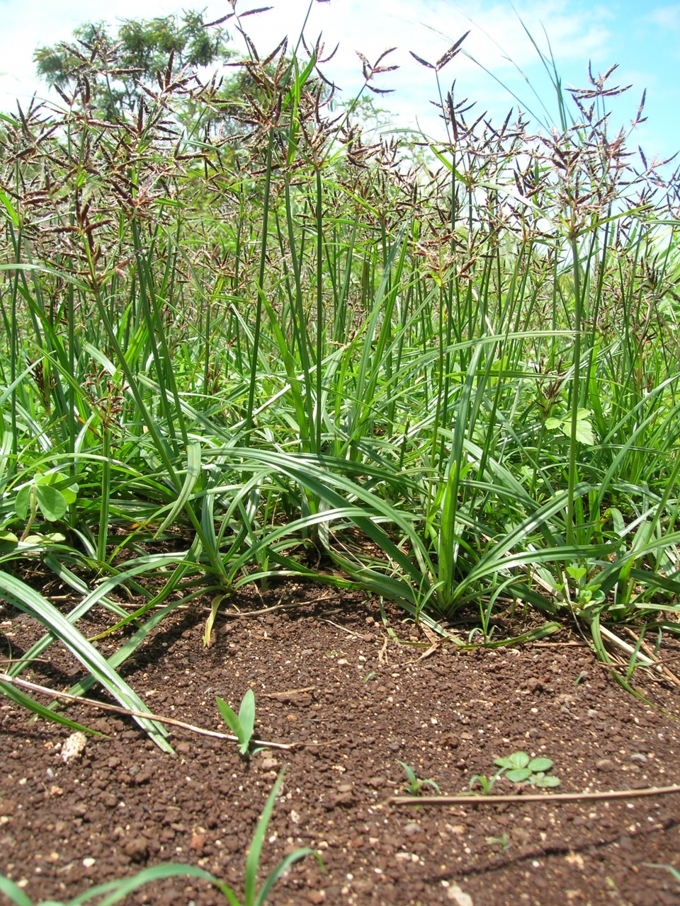 Cyperus rotundus