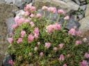 Antennaria dioica