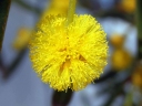 Acacia saligna