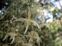 Clematis microphylla