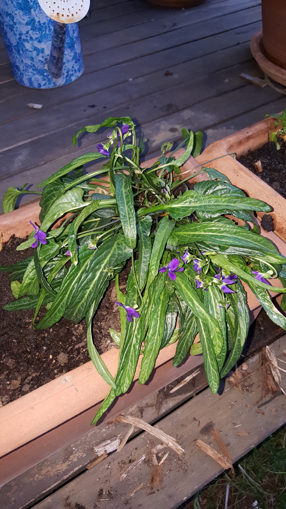 Viola betonicifolia