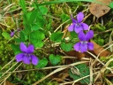 Viola reichenbachiana