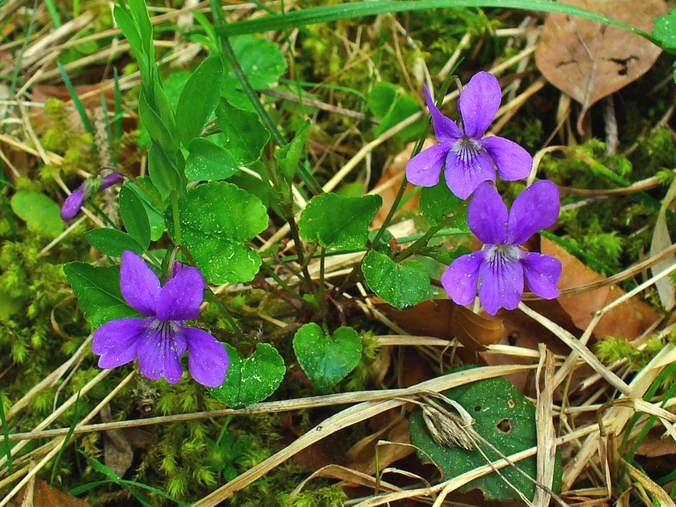 Viola reichenbachiana