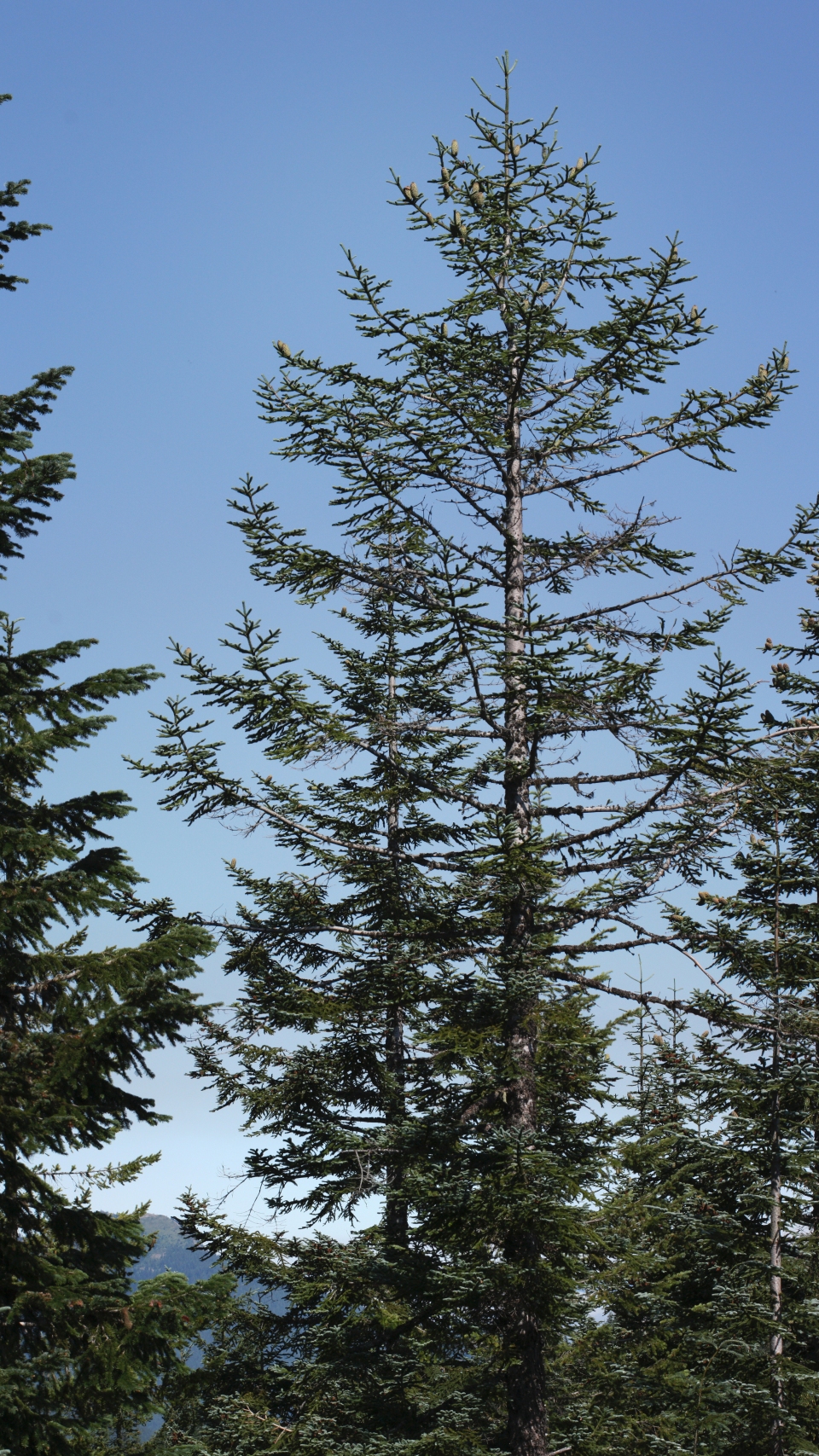 Abies procera