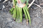 Sorghum bicolor