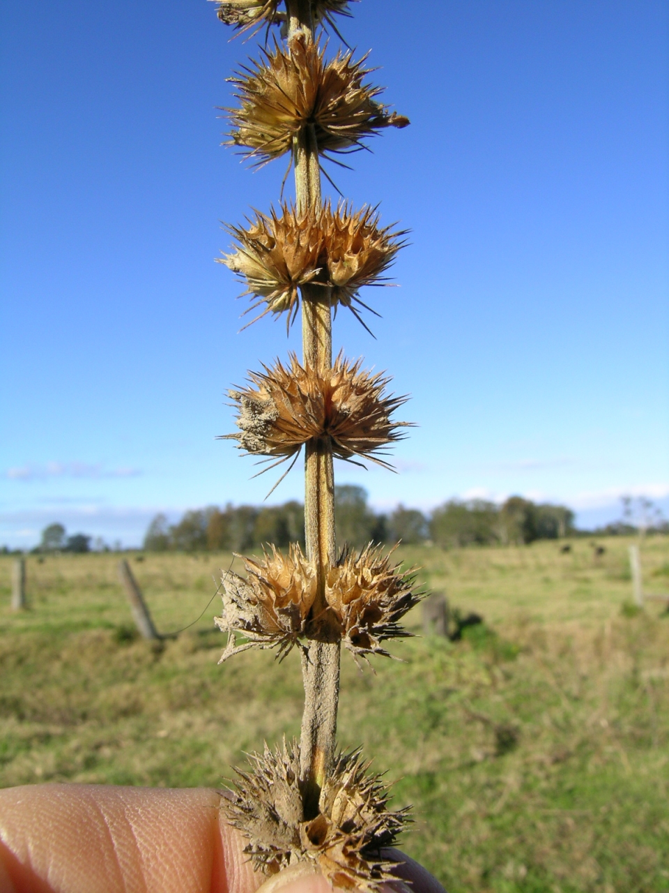 Leonurus japonicus